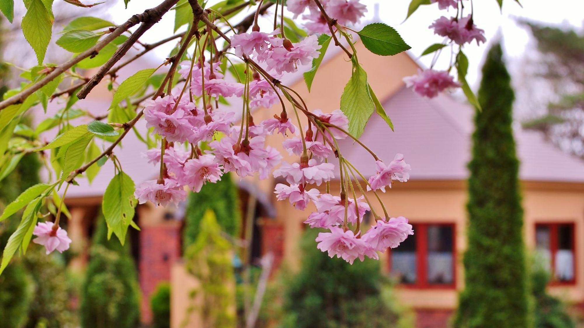 Aromatic Garden Villa La Poltrona Naszu Kültér fotó