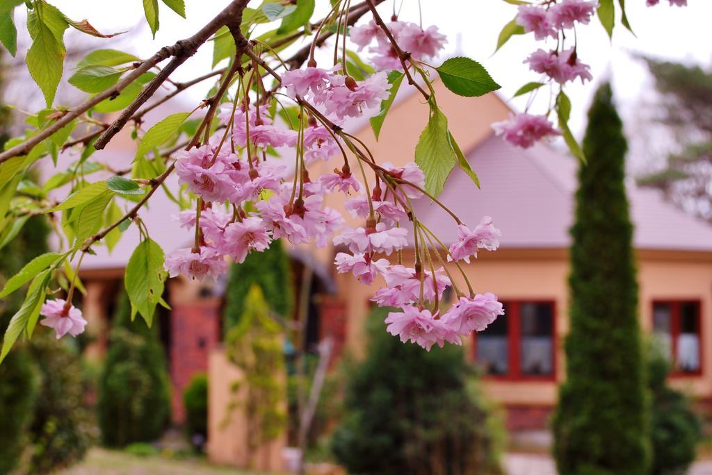 Aromatic Garden Villa La Poltrona Naszu Kültér fotó