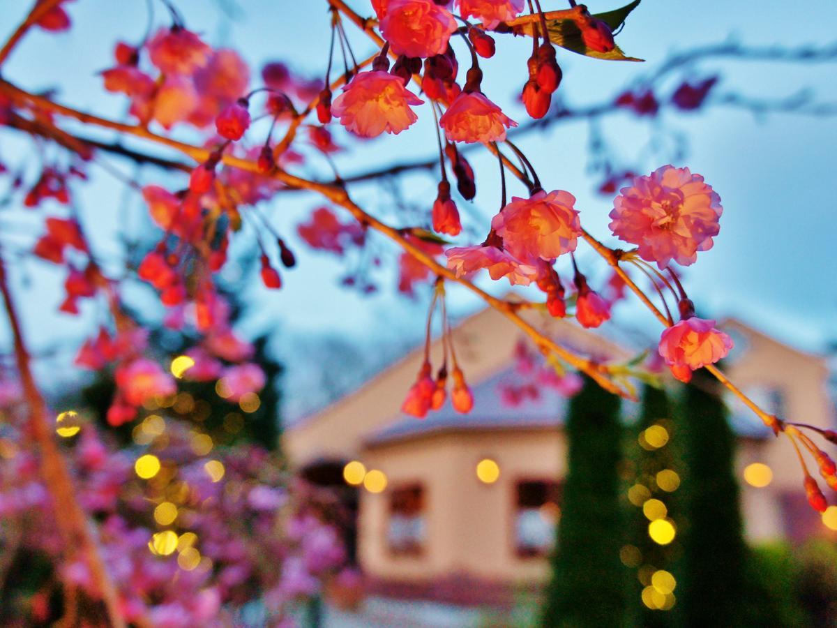 Aromatic Garden Villa La Poltrona Naszu Kültér fotó